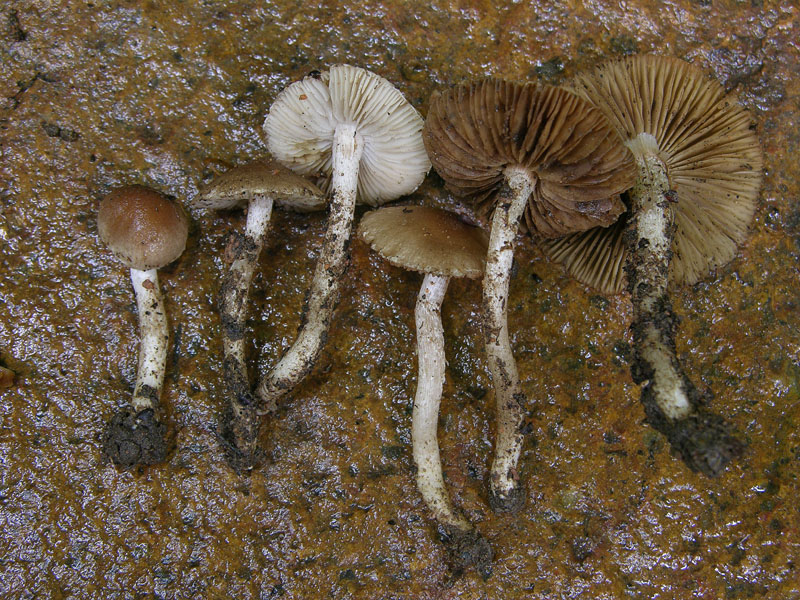 Sono in crisi...(cfr. Inocybe sp.)